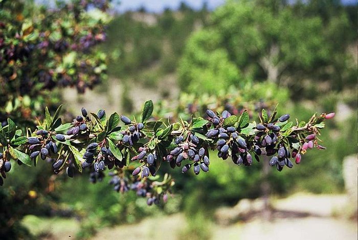 Berberis seroi - ENDEMISMO IBERICO